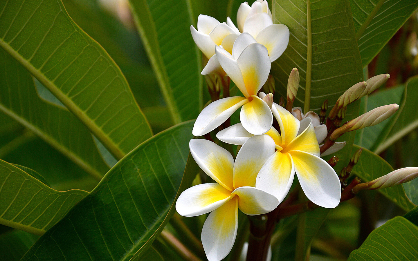 , plumeria, , , 