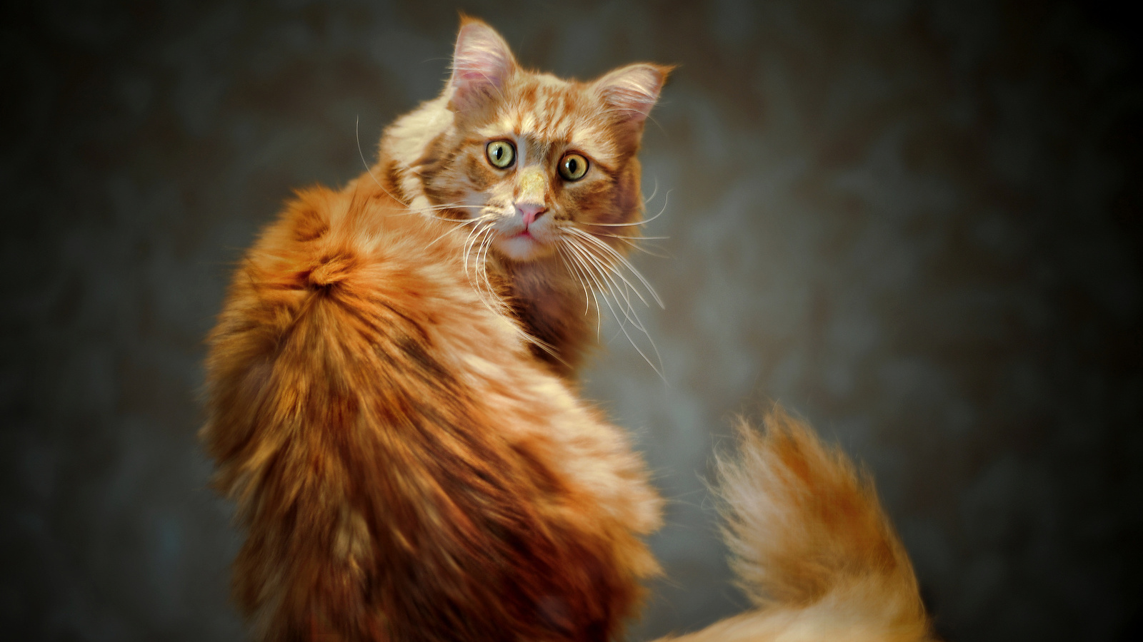 kote, cat, tail, red, view, eyes