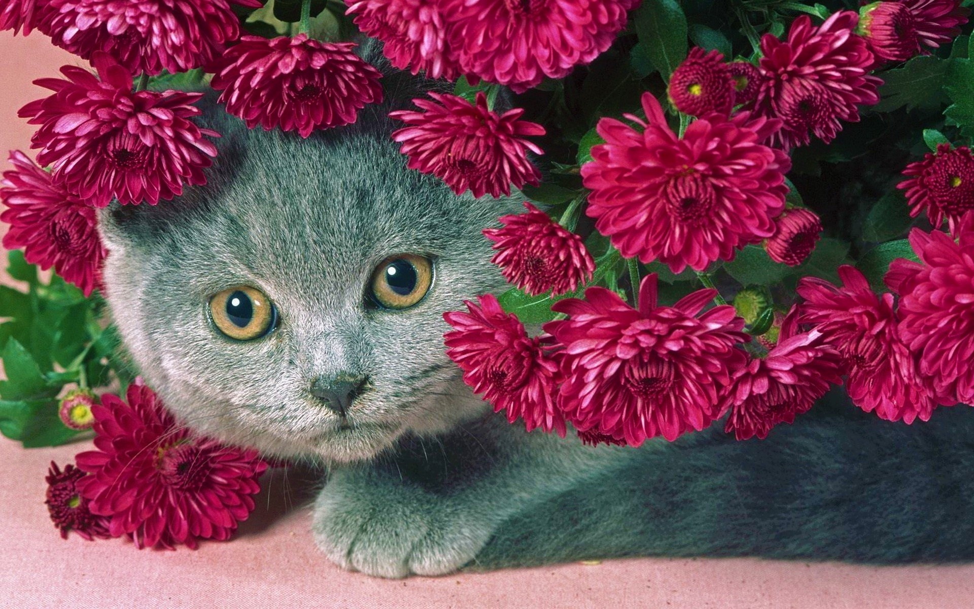 cat, gray, flowers, serenevye, a fat cat, beautiful