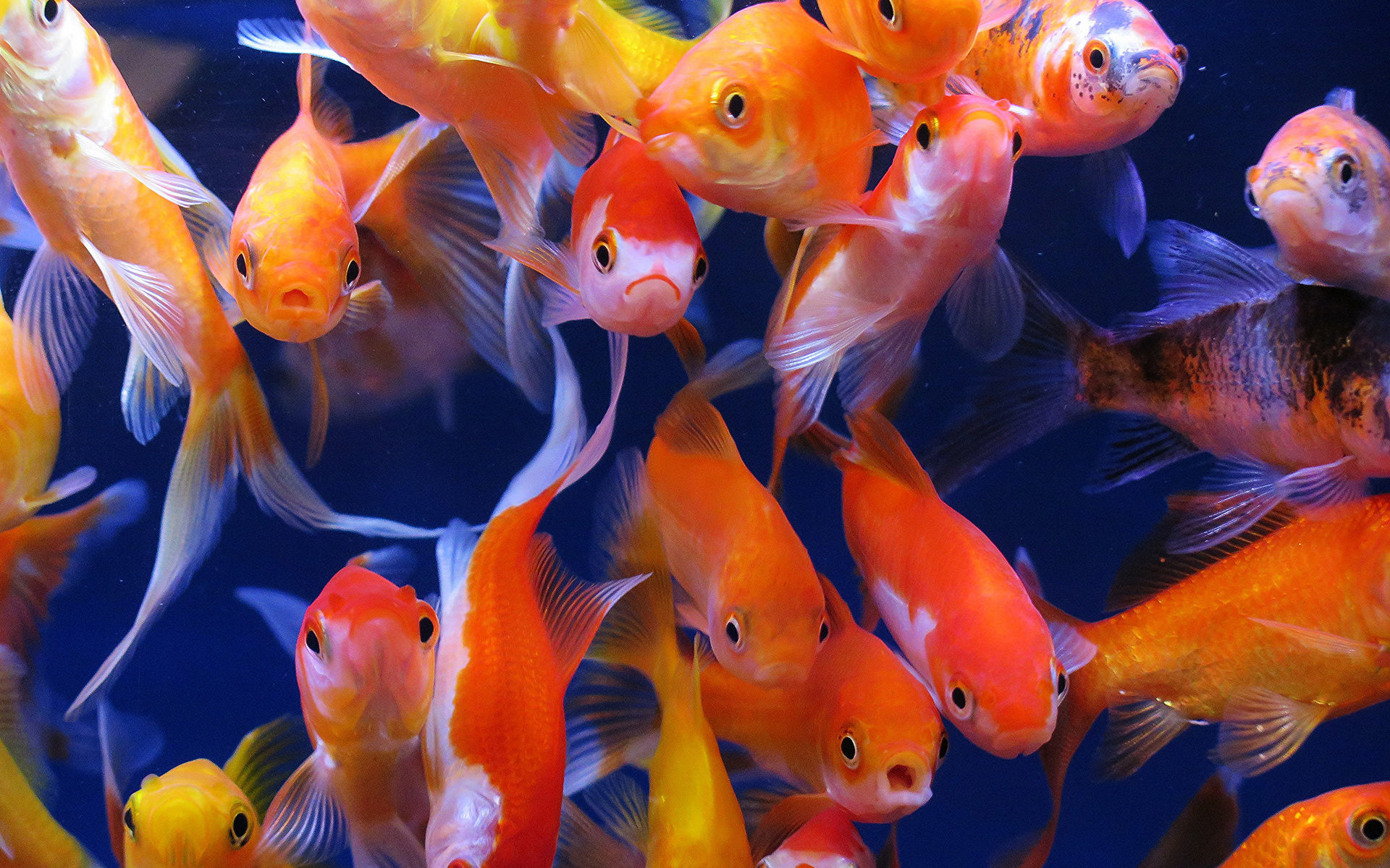 aquarium fish, aquarium, goldfish, ,