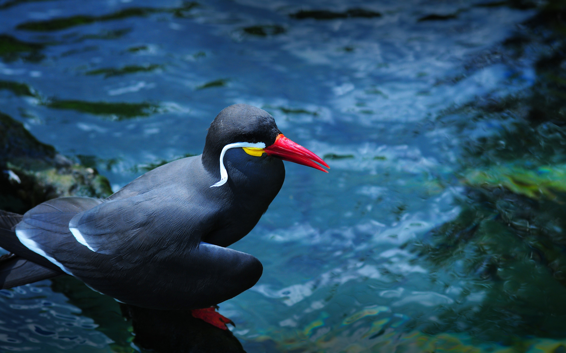 nca tern, enkased, photography, animals, plants