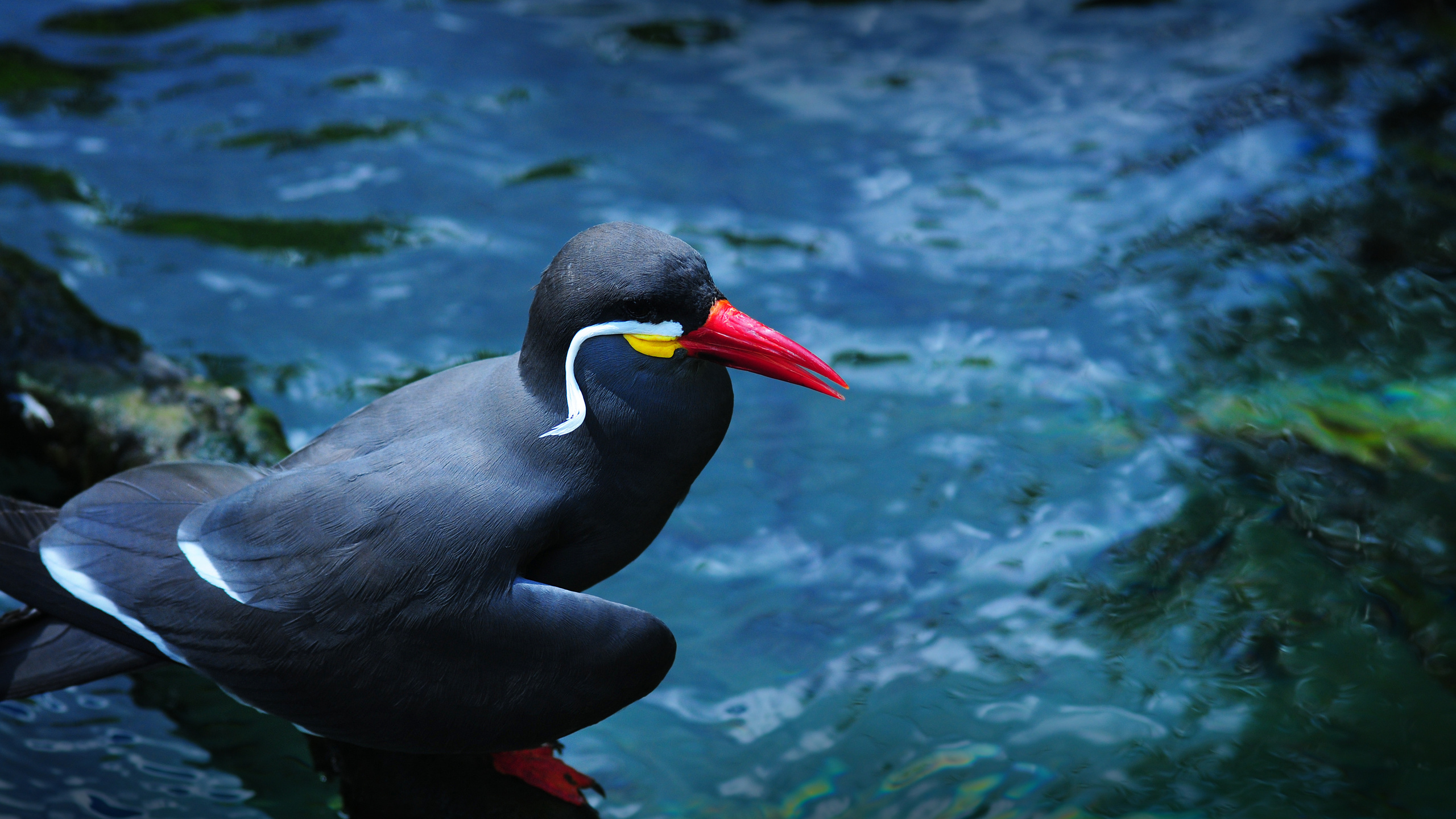 nca tern, enkased, photography, animals, plants