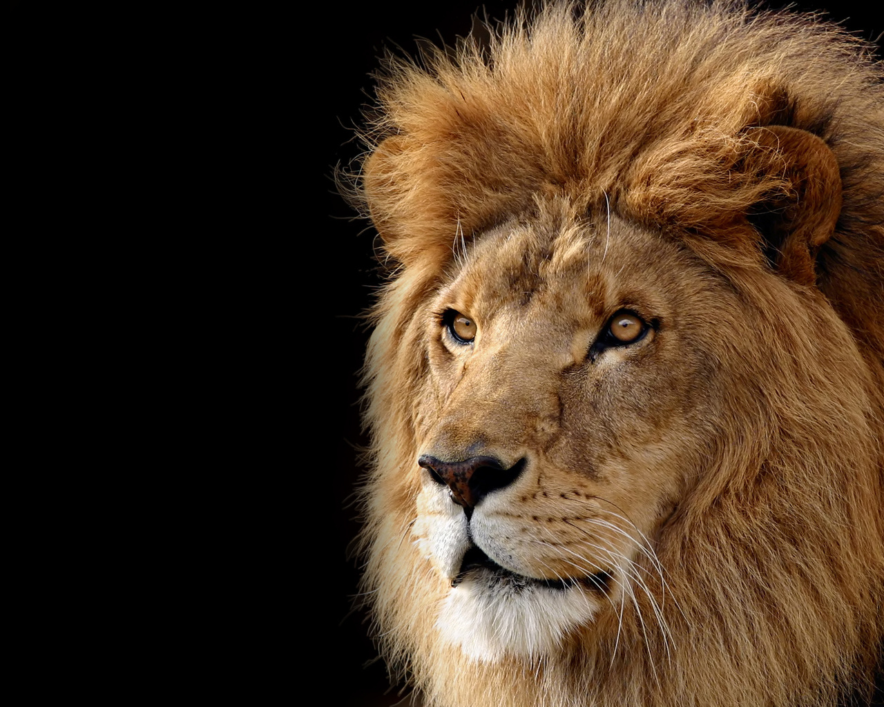 lion, , 