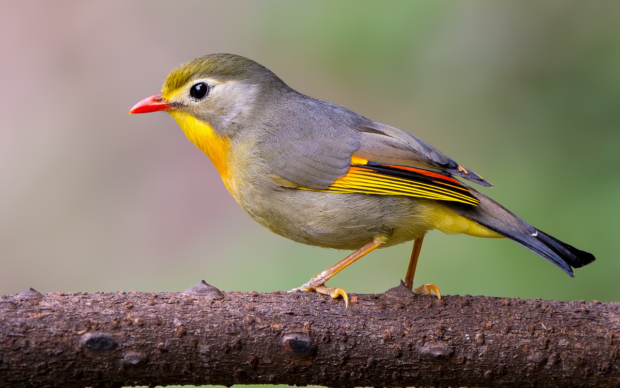 red-billed, leiothrix, 