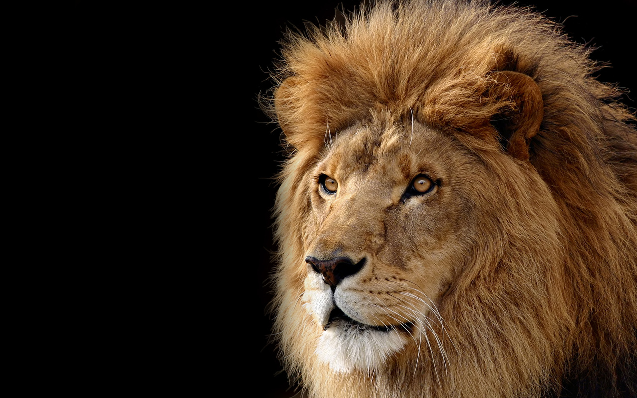 lion, , 