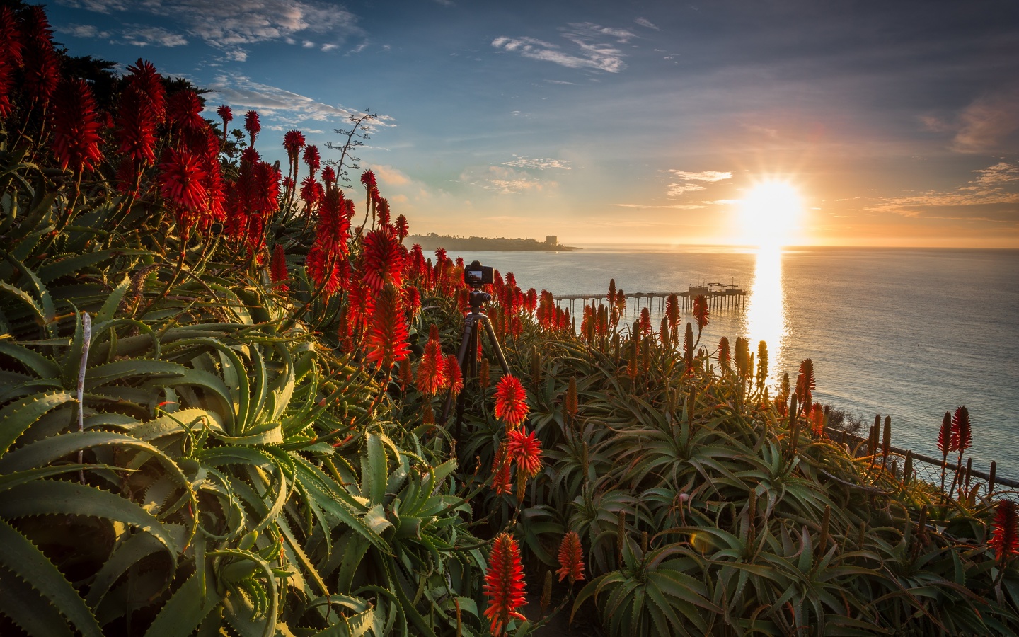 aloe, la jolla, san diego, coronado, ,,,,,,,