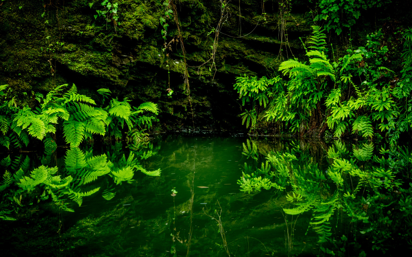 pescadero creek, ,    state park, , , ,,,,,,