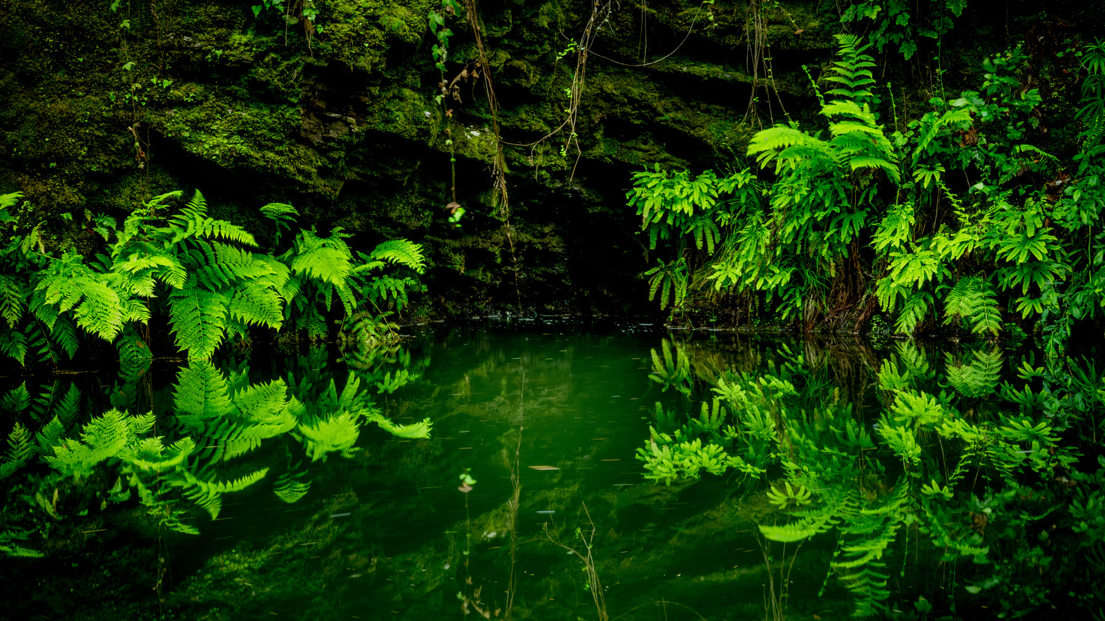 pescadero creek, ,    state park, , , ,,,,,,