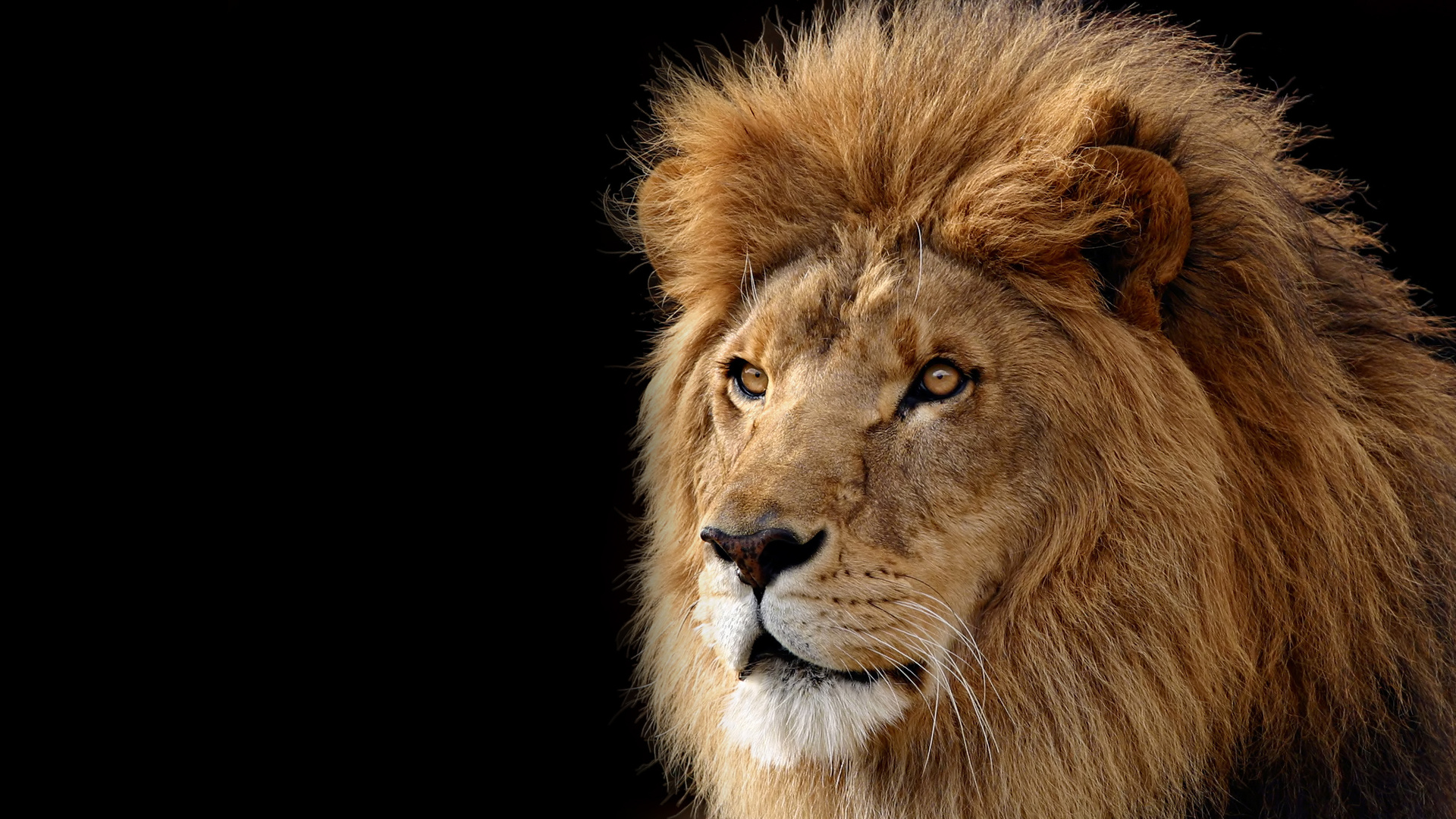 lion, , 