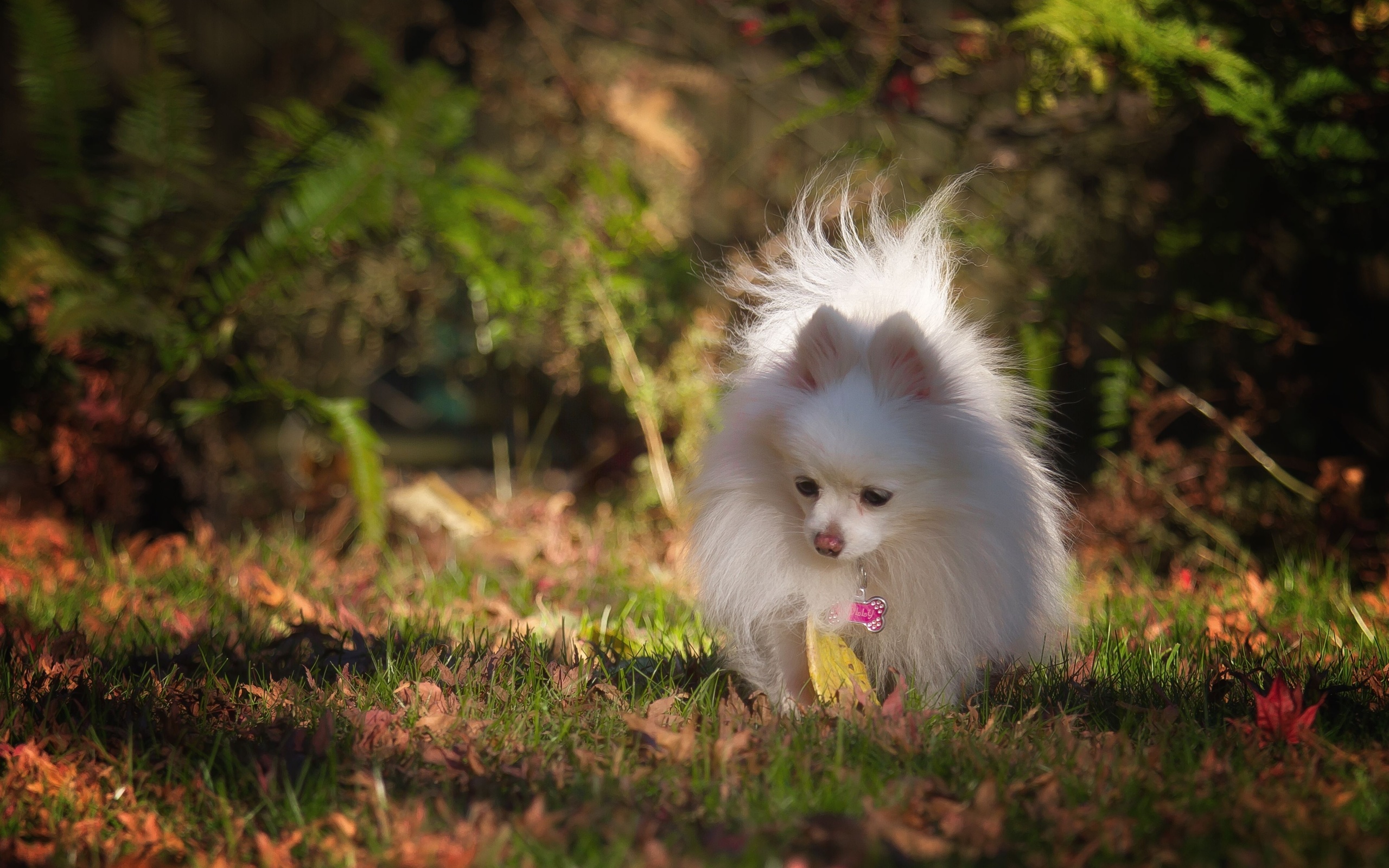 pomeranian, , , 