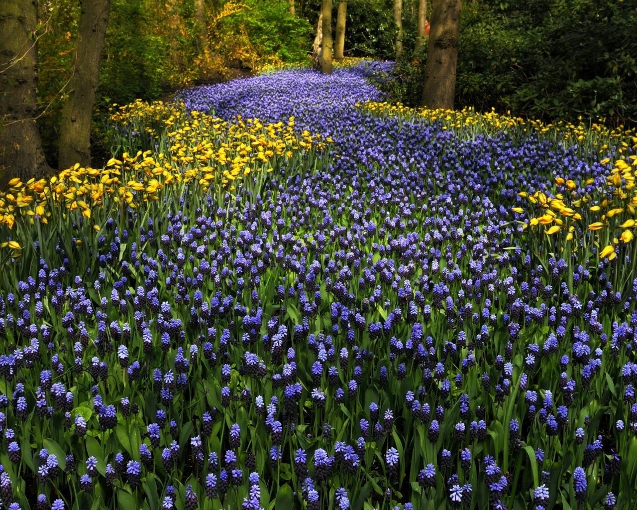 , keukenhof, , , , , 