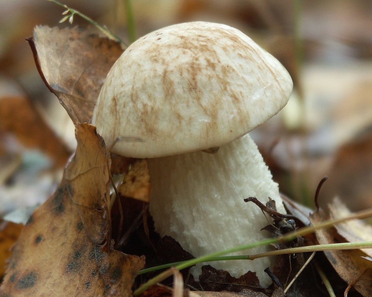 Белые грибы Макросъёмка