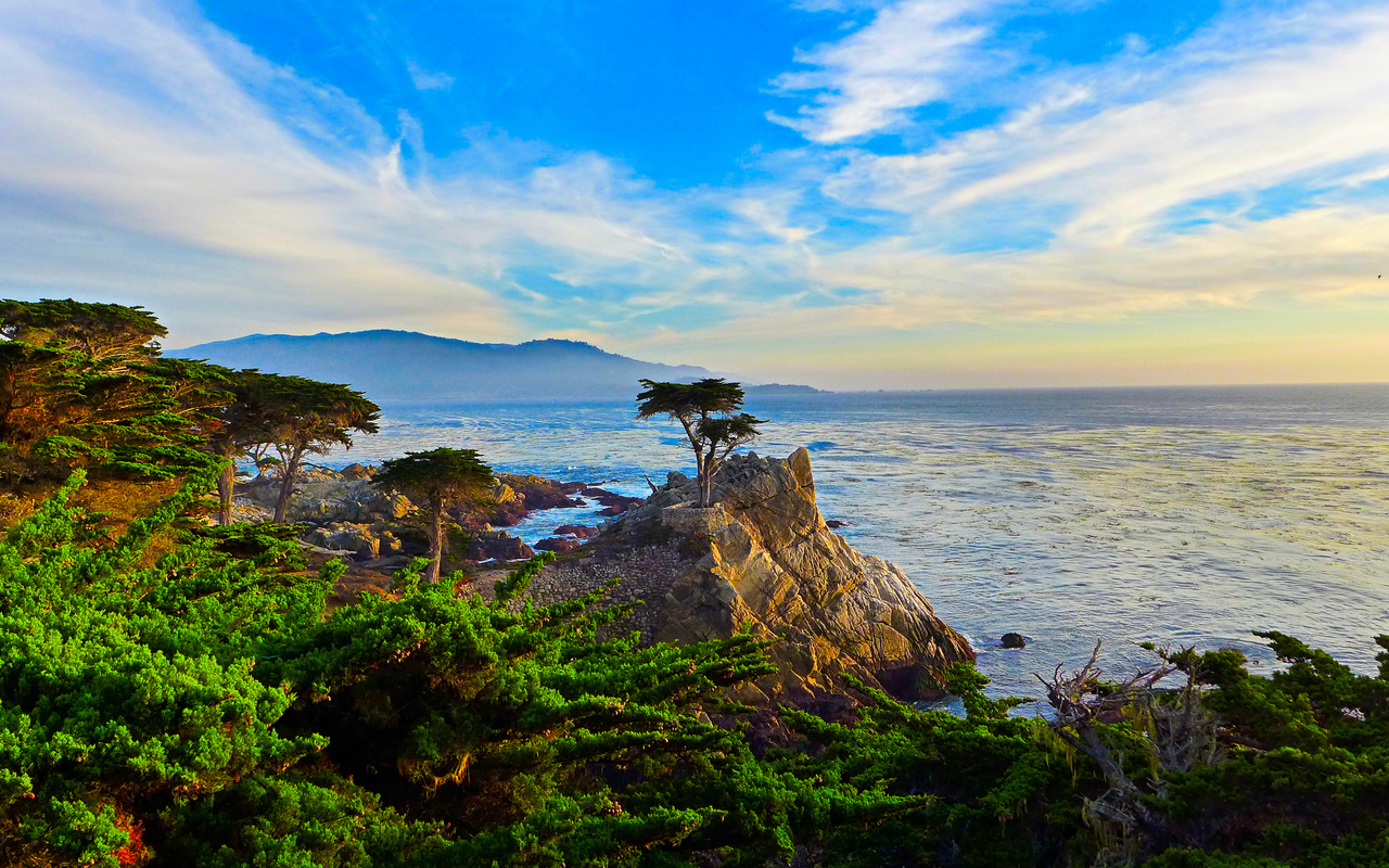 lone cypress, -, , , , 