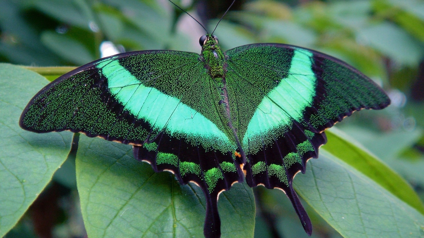 green, butterfly, macro, , 