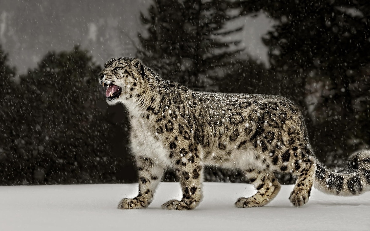 , , snow, leopard, 