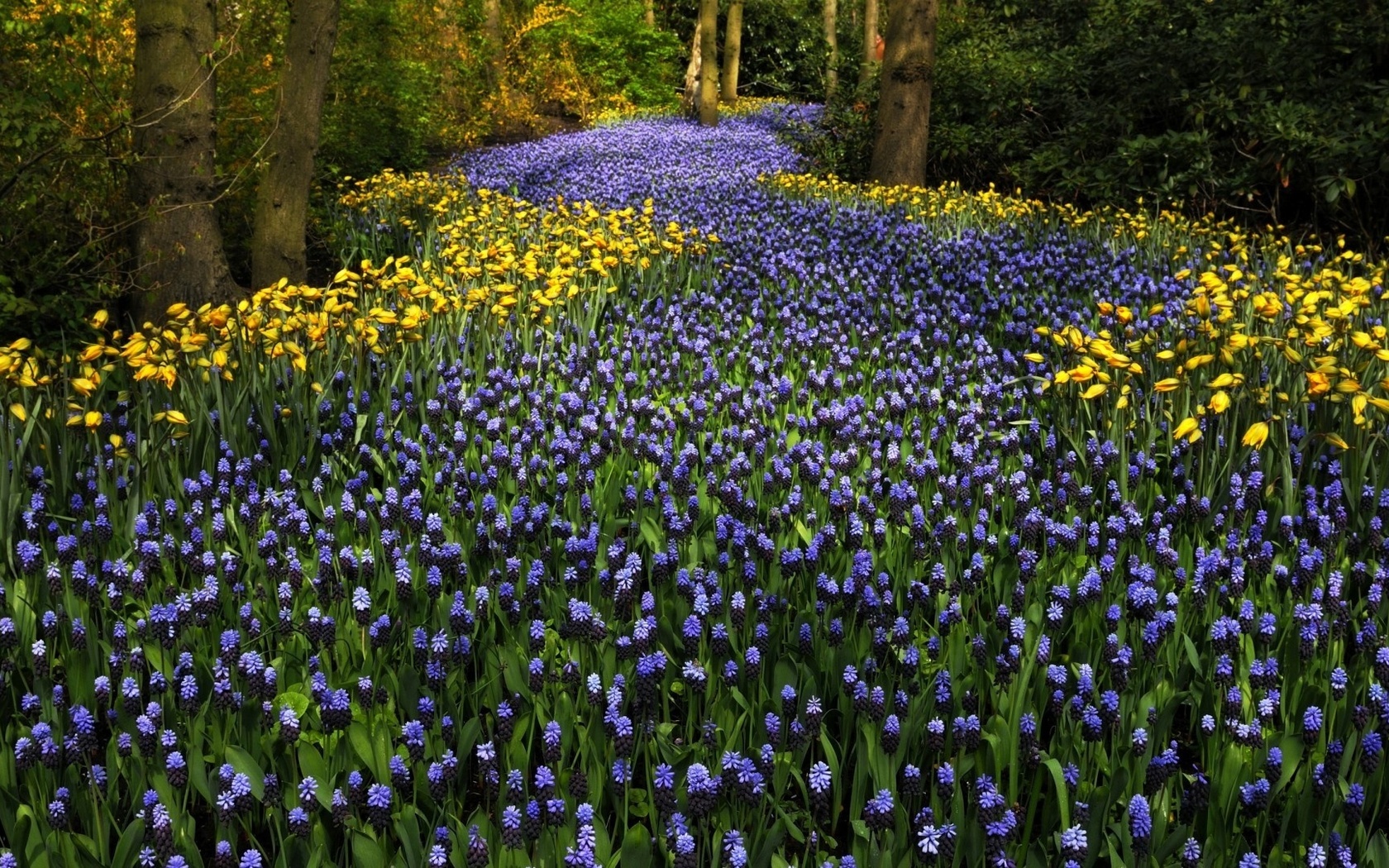 , keukenhof, , , , , 