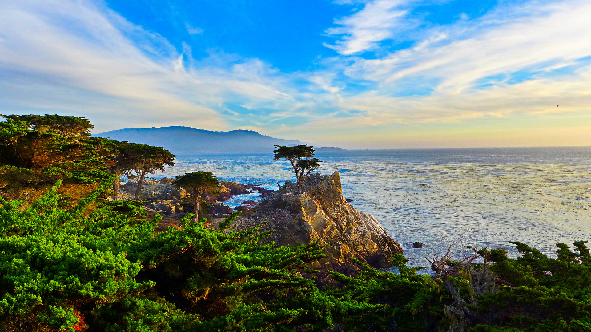 lone cypress, -, , , , 