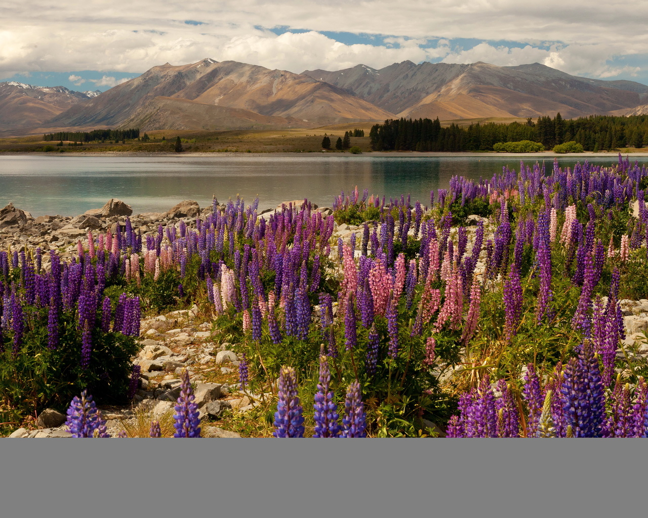  , , , lake tekapo, , , , , , , delphinium