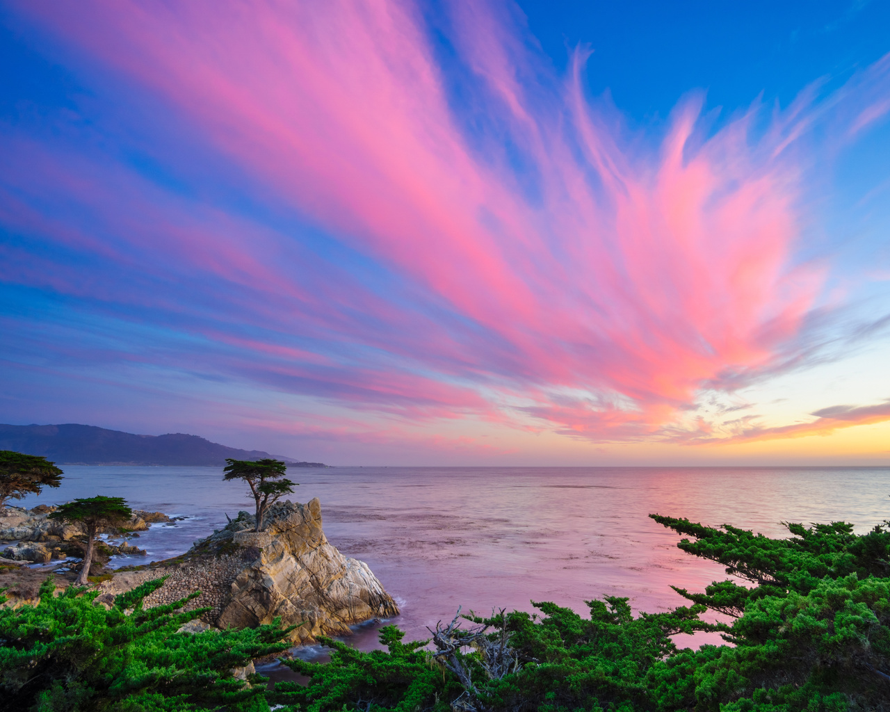 lone cypress, -, , , , ,,,,,,