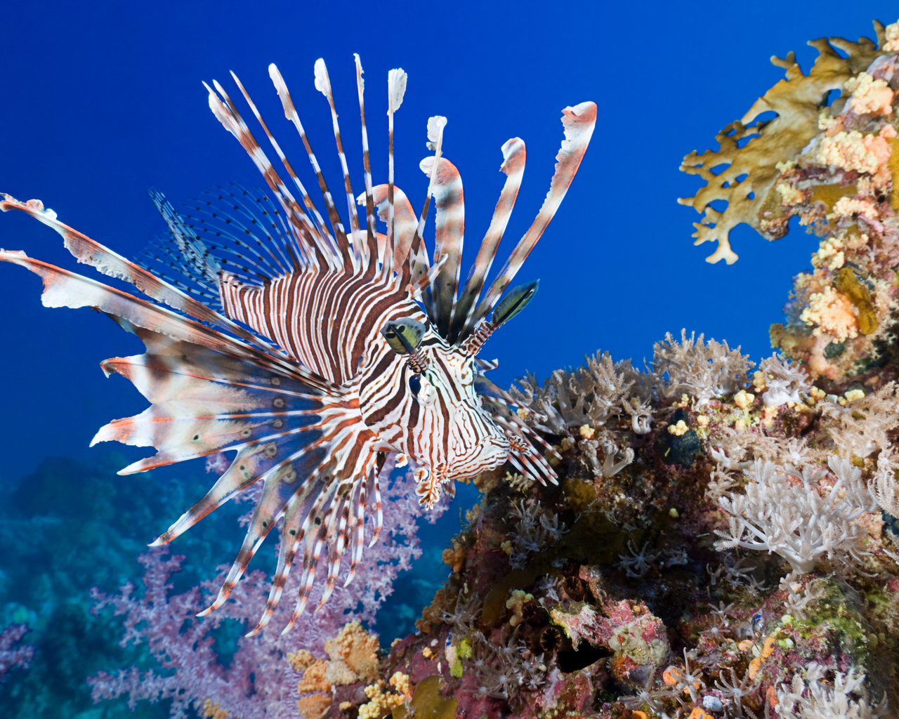 lionfish, coral, fish, sea, underwater, , , , ,  