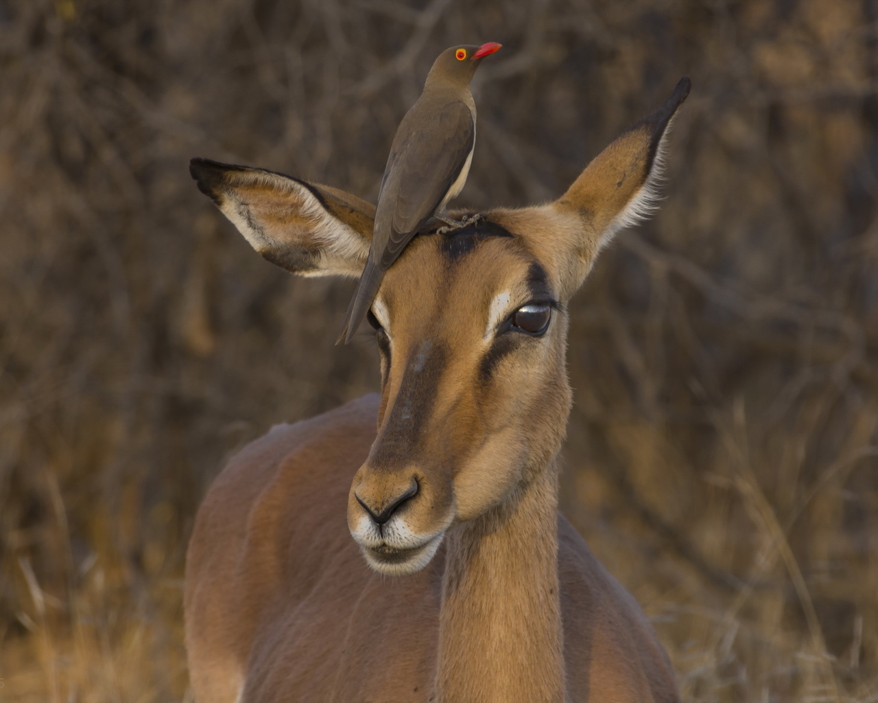 impala, red-billed oxpecker, kruger national park, south africa, 