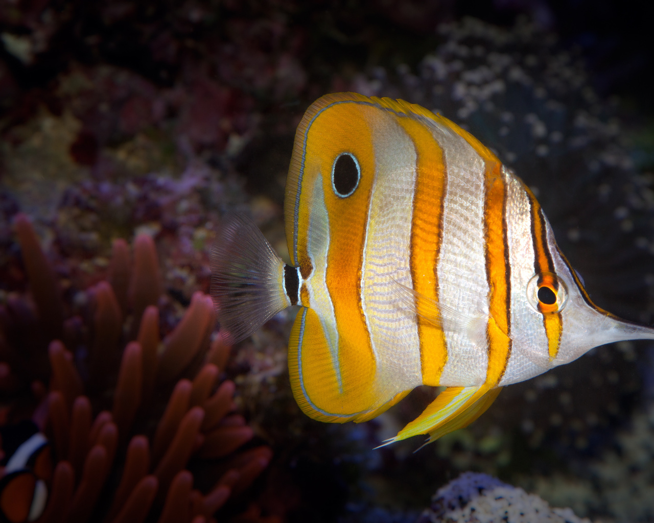 ,  ,  , , copperband butterflyfish