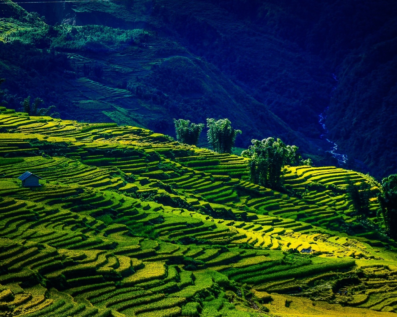 the field y ty, lao cai, viet nam, by nguyen trung duc