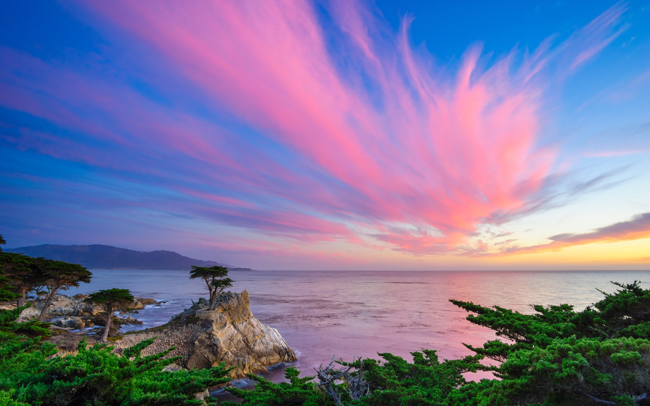 lone cypress, -, , , , ,,,,,,