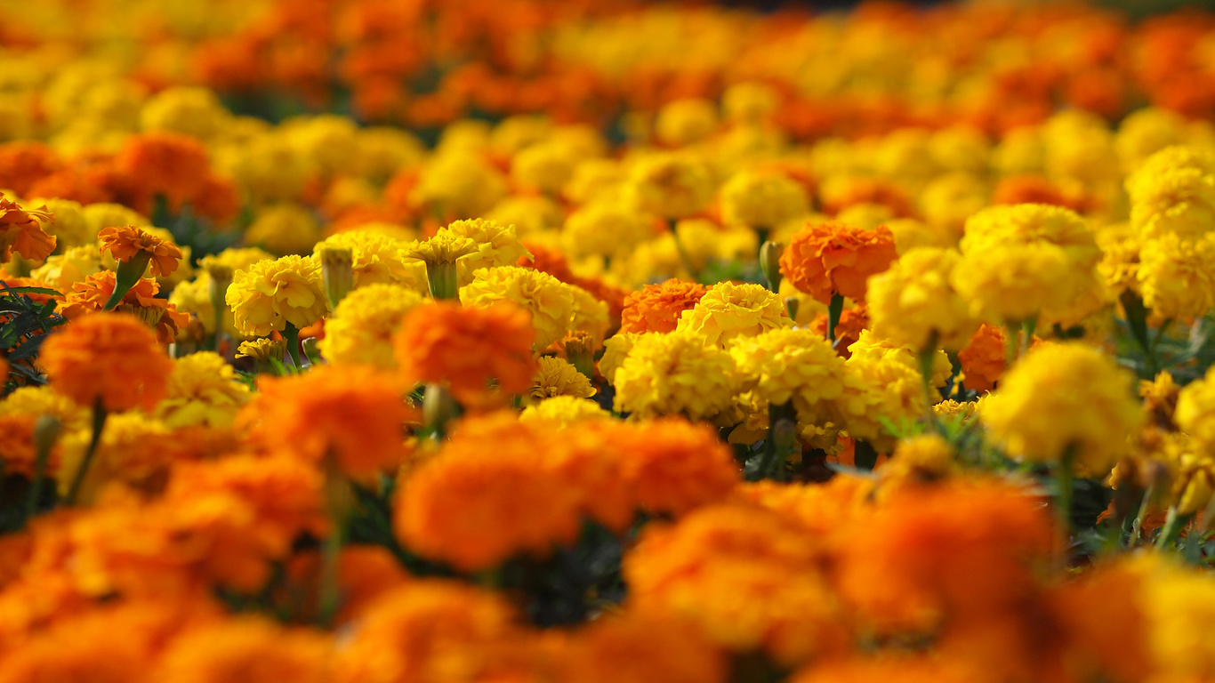 marigolds, , , , , , 