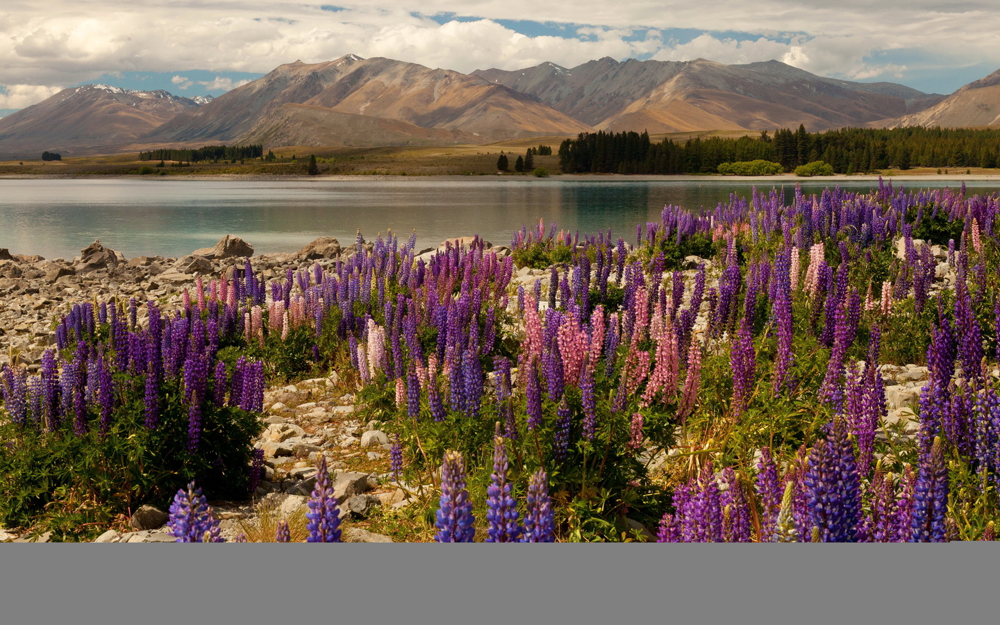  , , , lake tekapo, , , , , , , delphinium