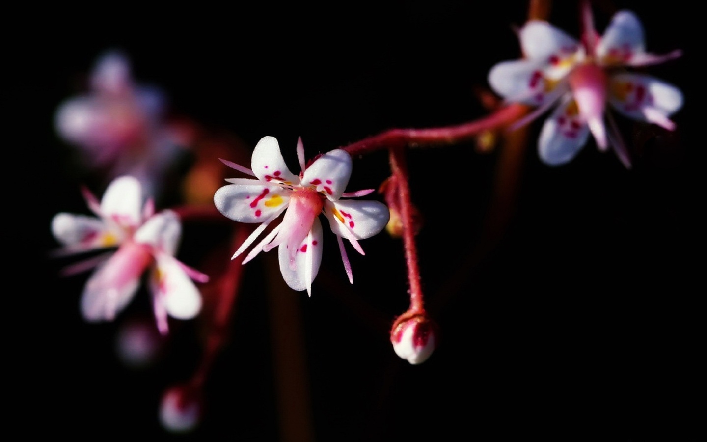 , , , saxifraga urbium,  , by  