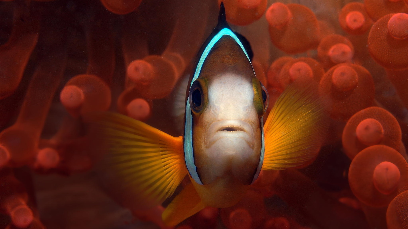 clown fish, palau, , , ,  