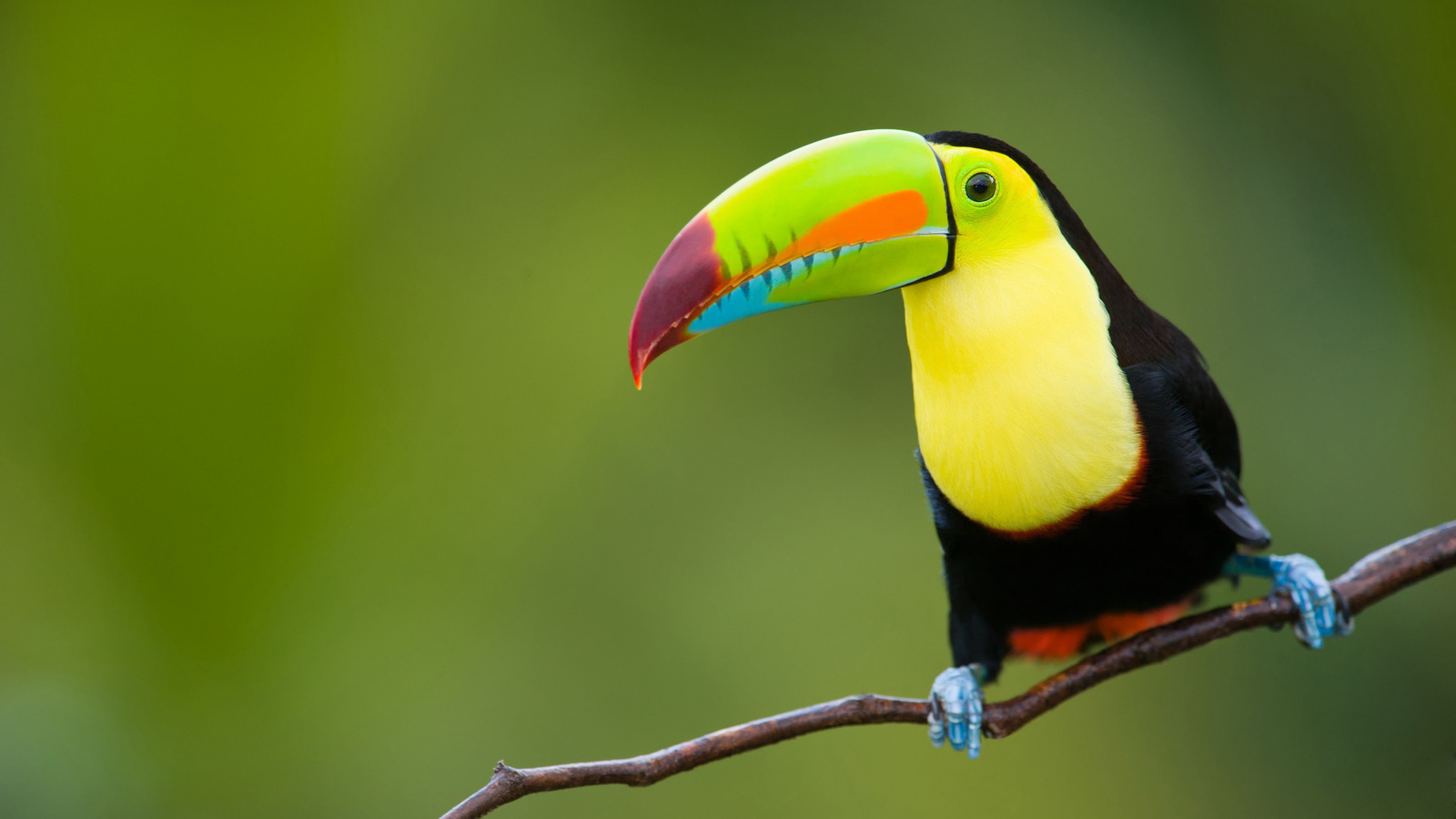 , , , toucan, , , nature, , animals, , , , , , travel, my planet, 