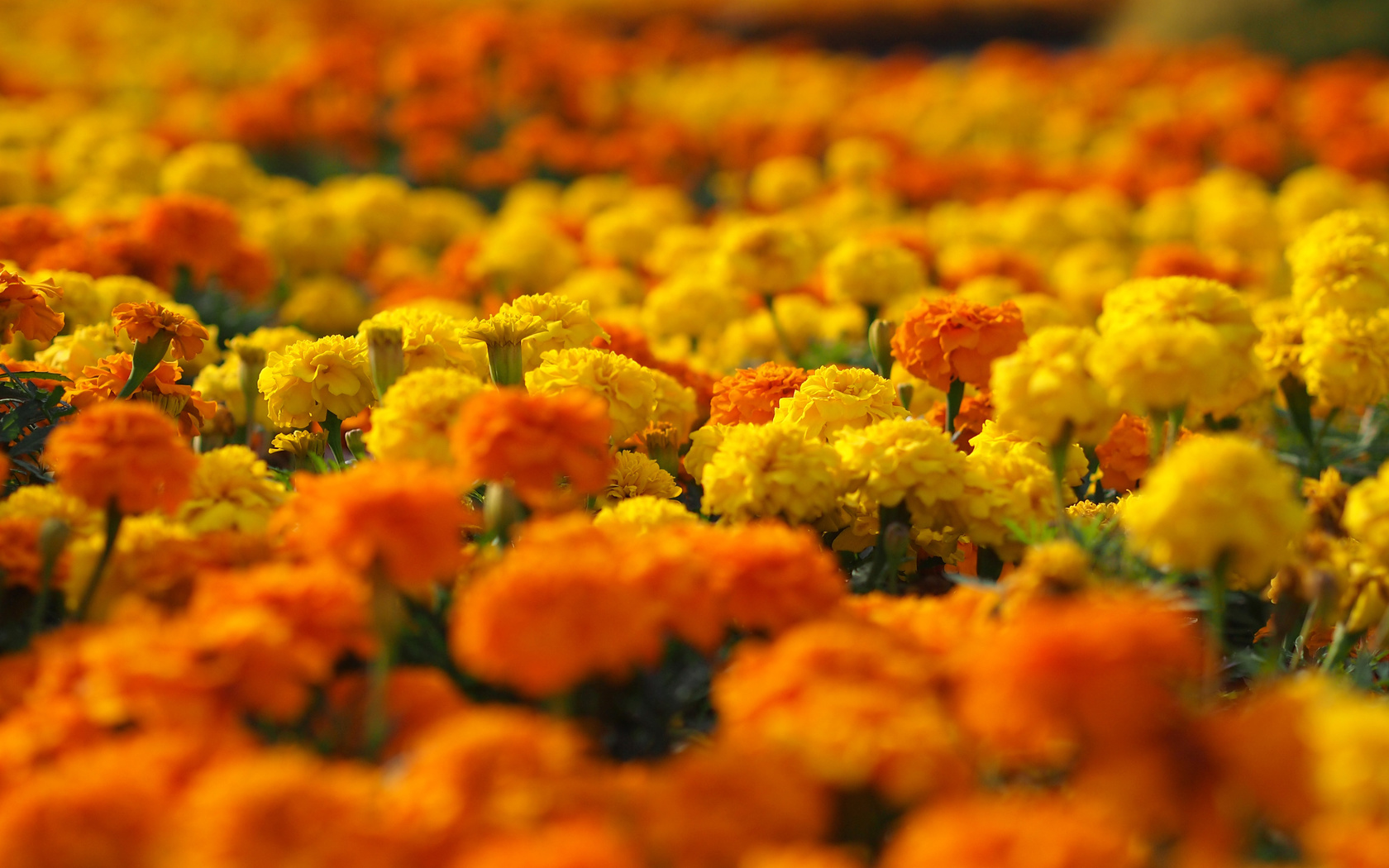 marigolds, , , , , , 