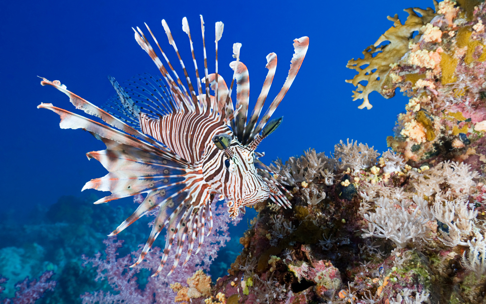 lionfish, coral, fish, sea, underwater, , , , ,  