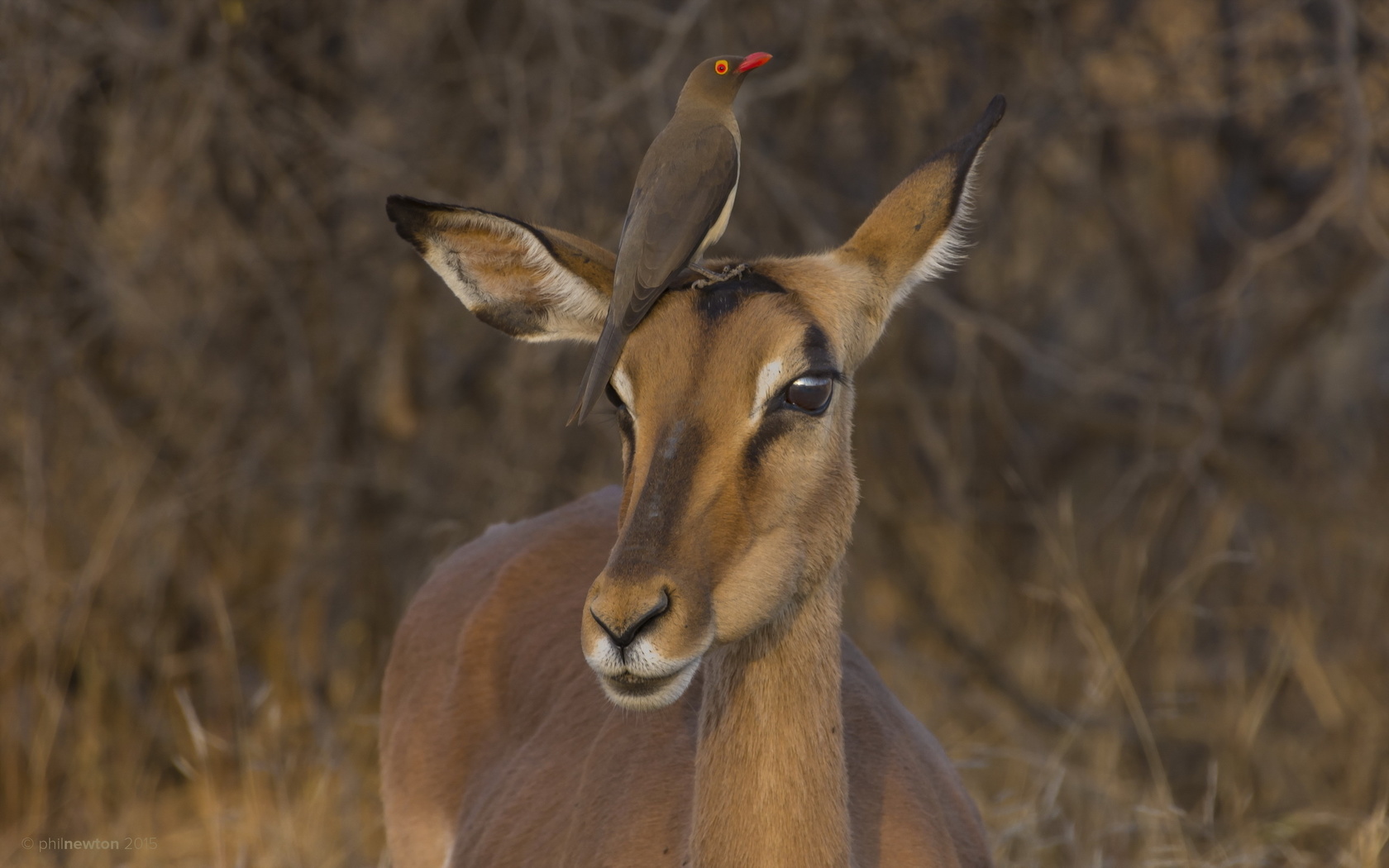 impala, red-billed oxpecker, kruger national park, south africa, 