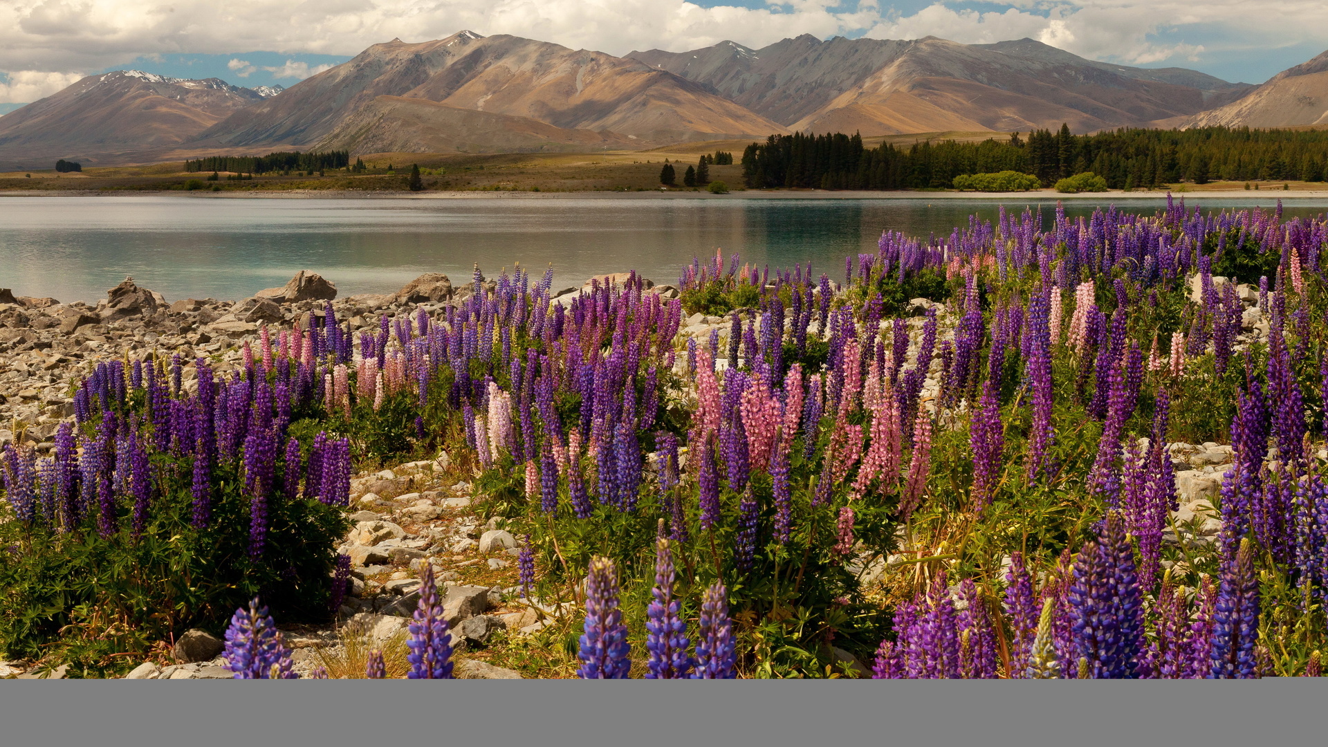  , , , lake tekapo, , , , , , , delphinium