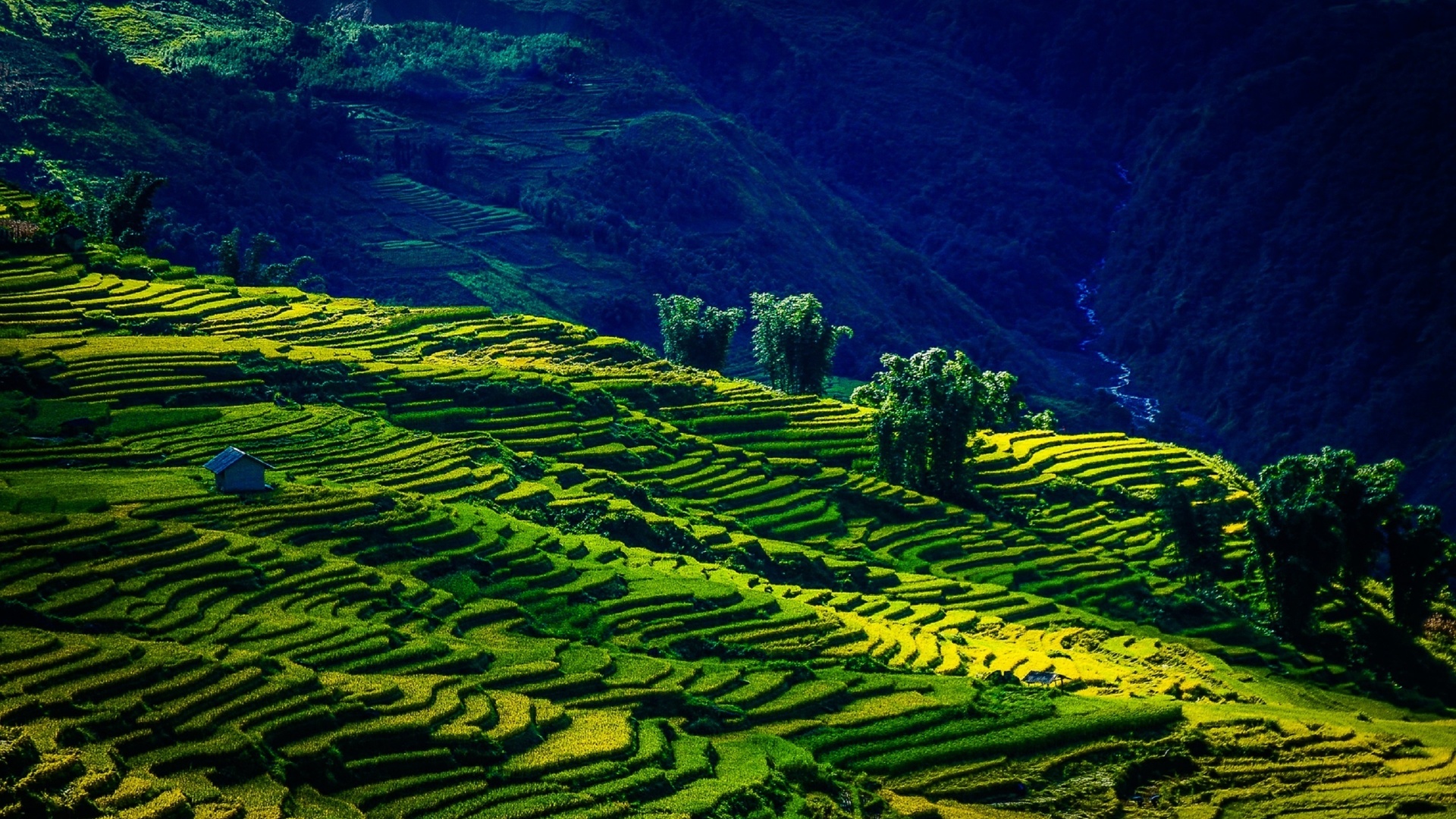 the field y ty, lao cai, viet nam, by nguyen trung duc