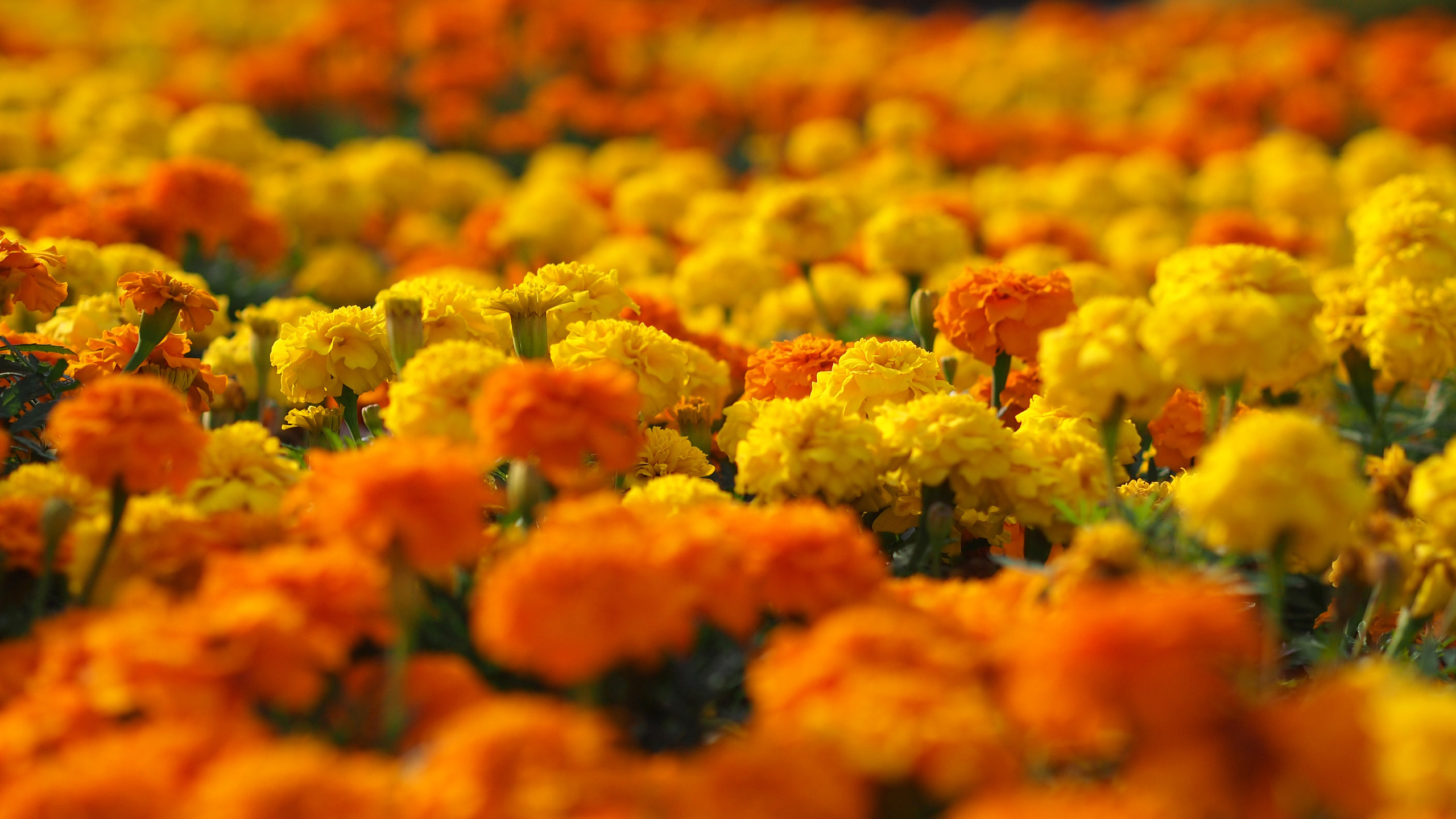 marigolds, , , , , , 