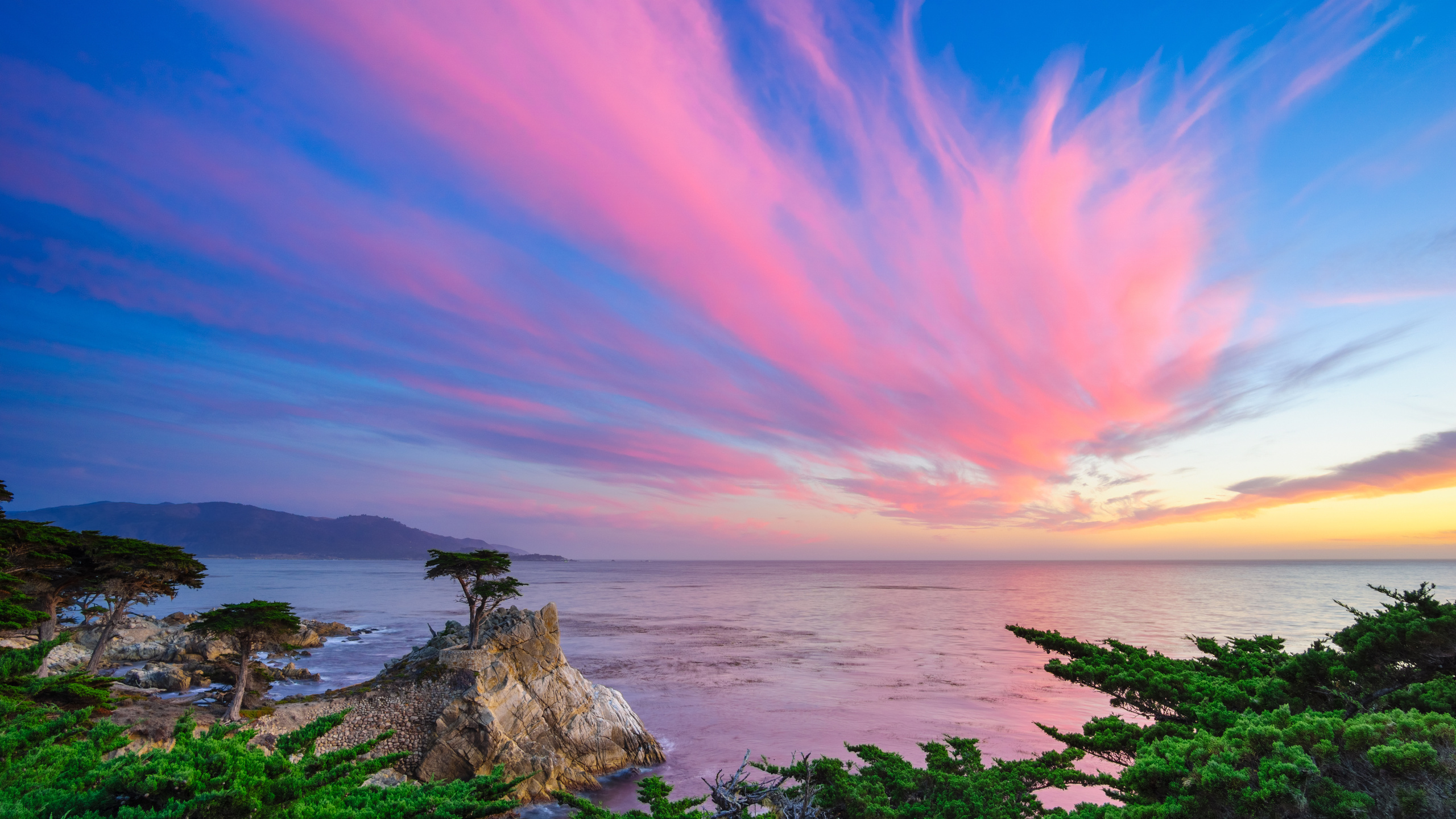 lone cypress, -, , , , ,,,,,,