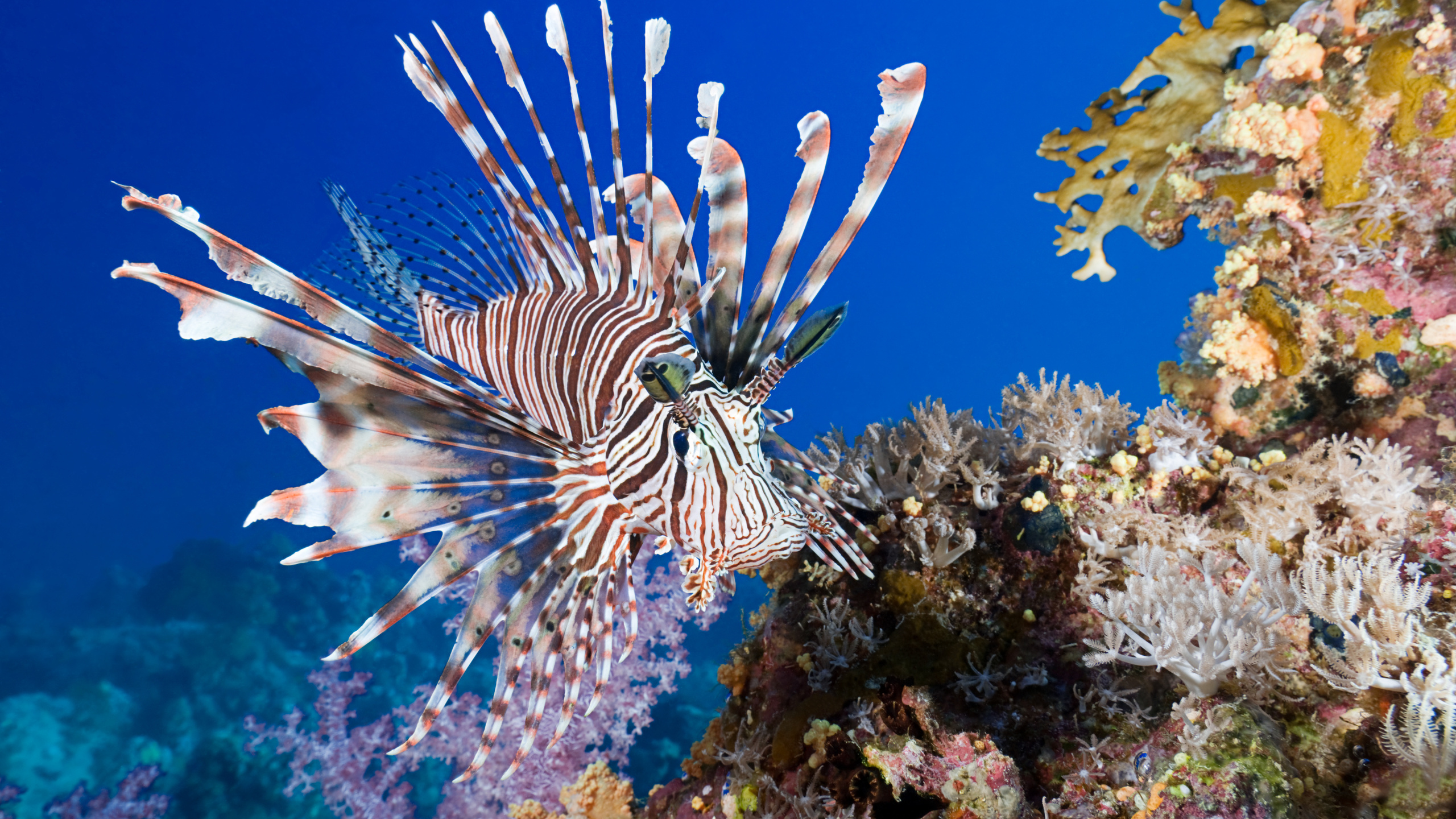 lionfish, coral, fish, sea, underwater, , , , ,  