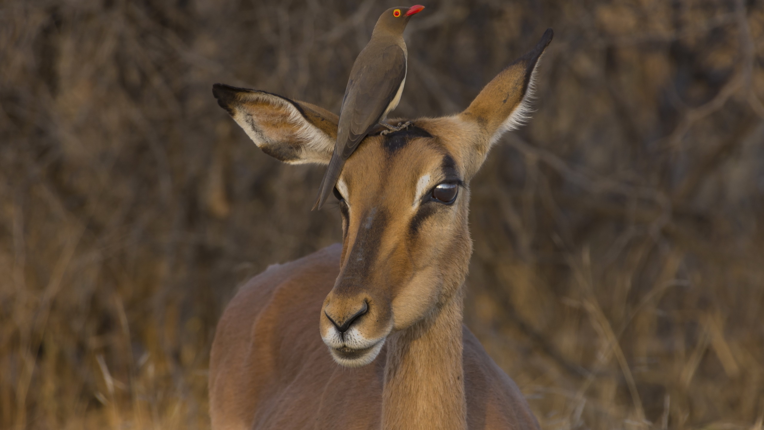 impala, red-billed oxpecker, kruger national park, south africa, 