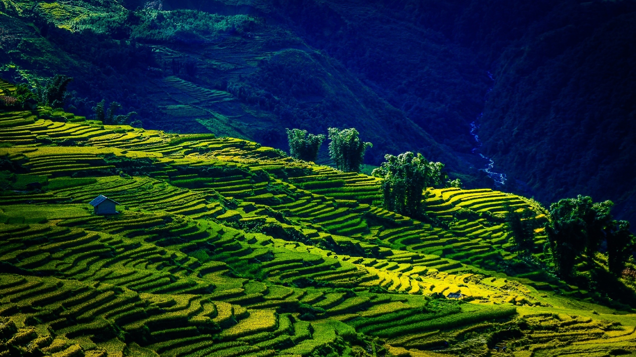 the field y ty, lao cai, viet nam, by nguyen trung duc