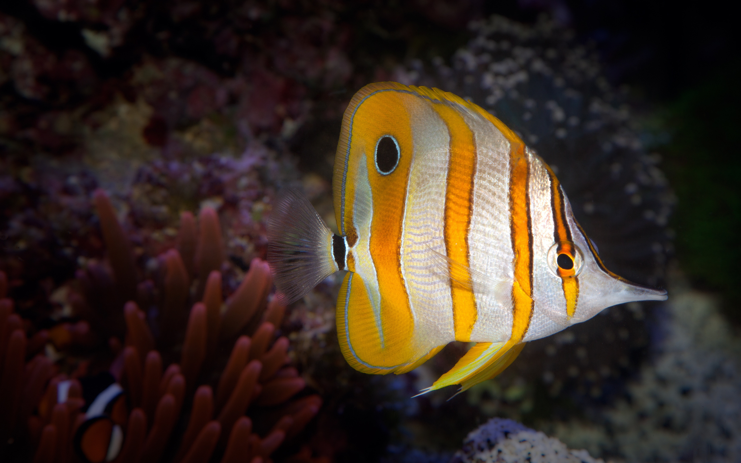 ,  ,  , , copperband butterflyfish