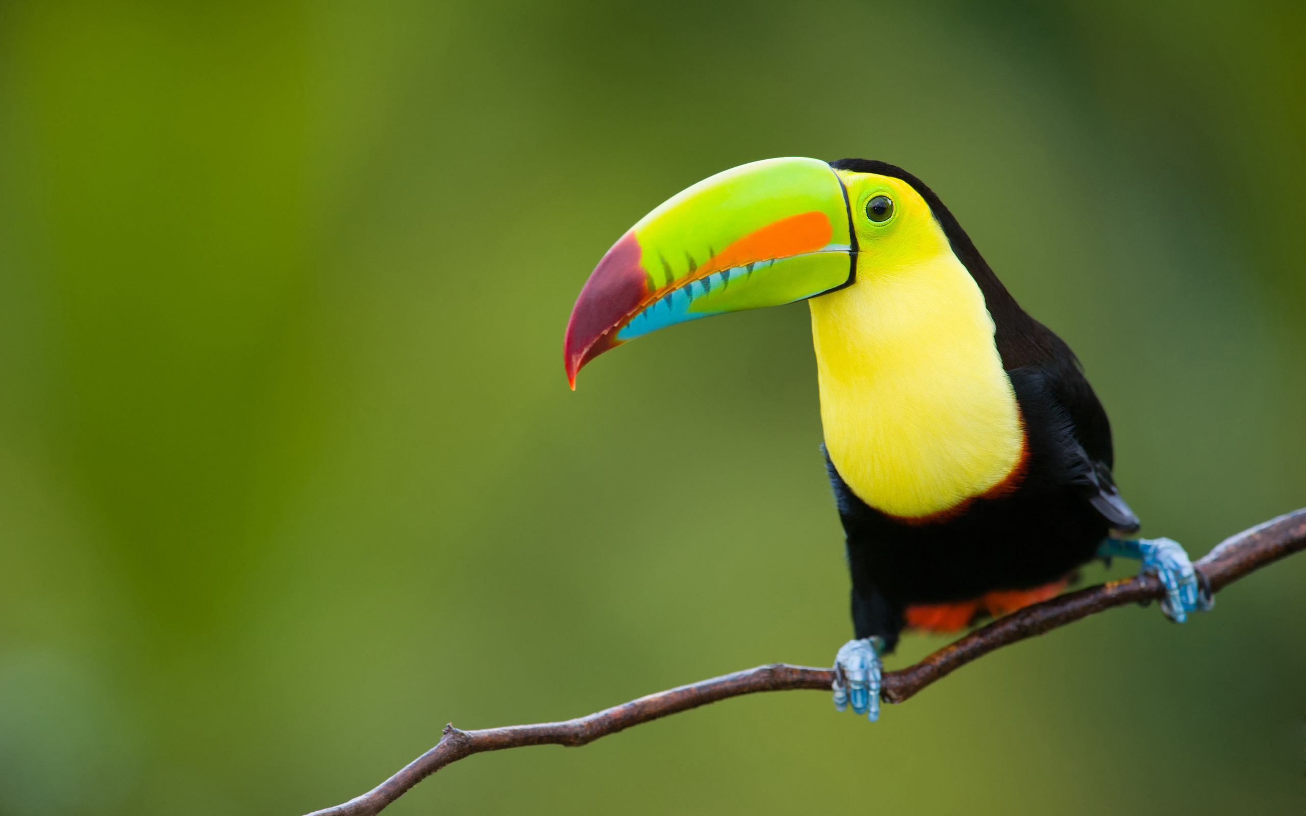 , , , toucan, , , nature, , animals, , , , , , travel, my planet, 