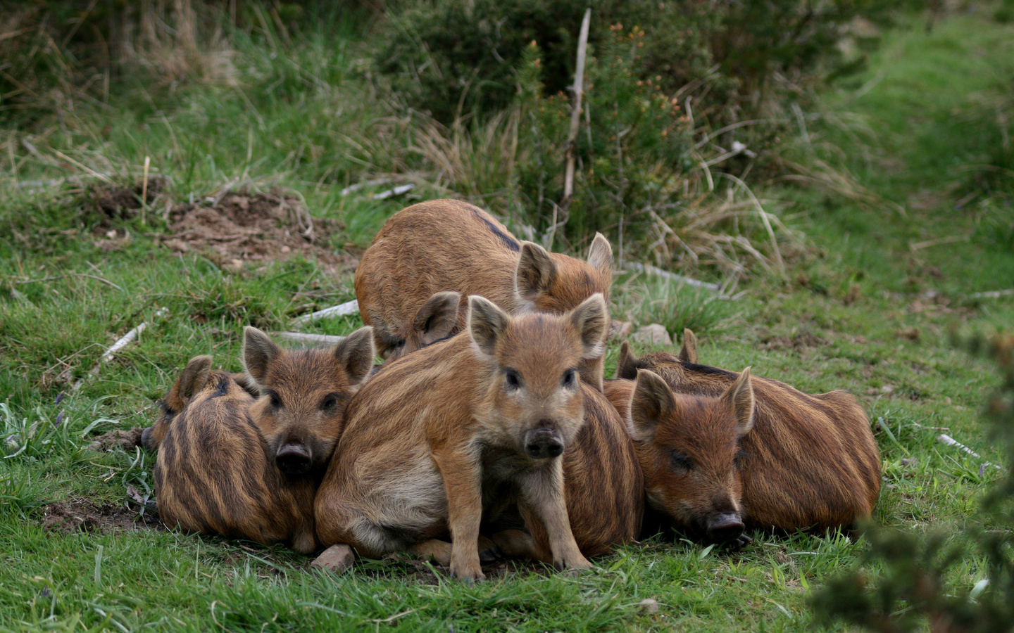 boars, pigs, wildlife