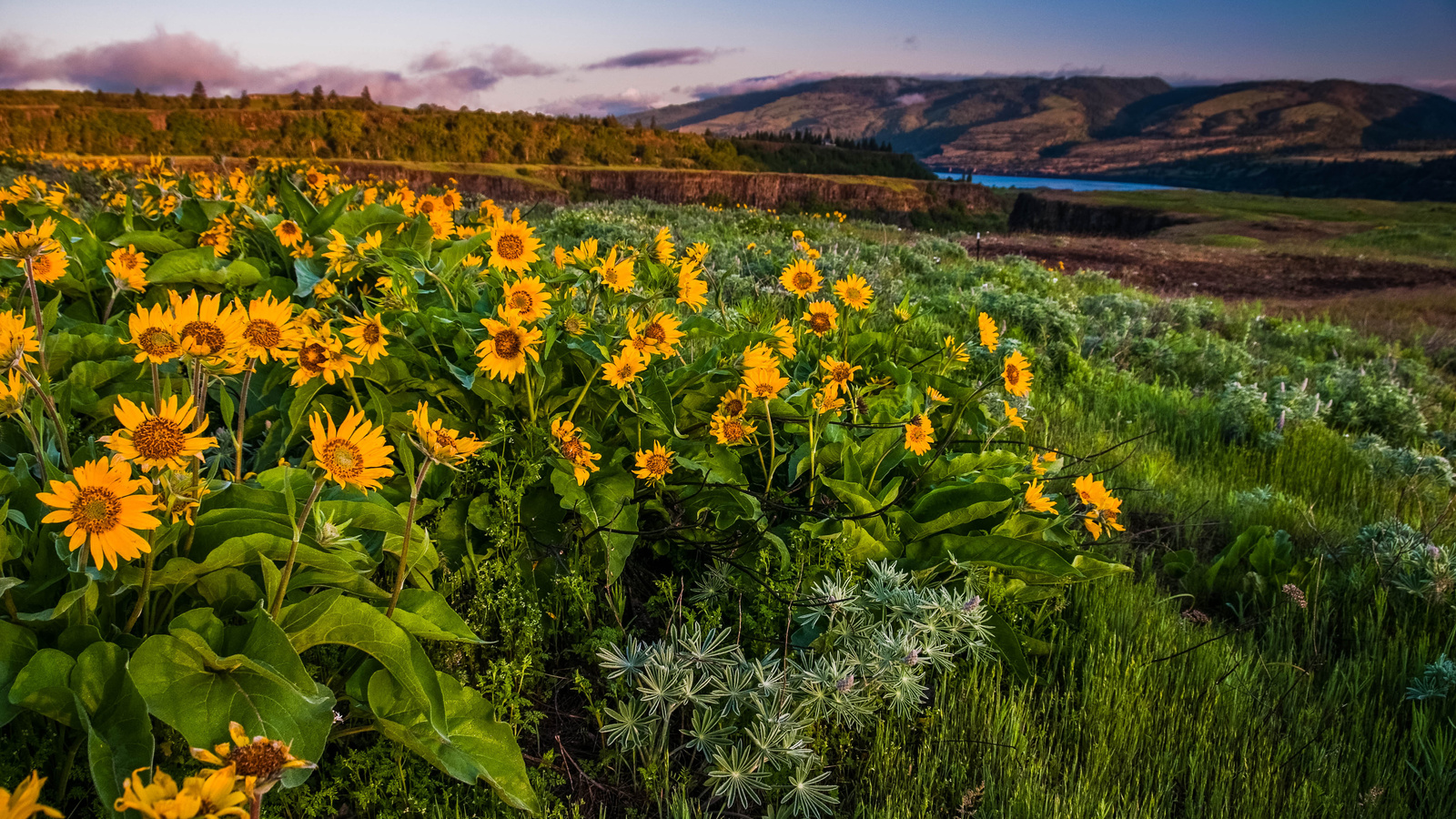 columbia gorge,  , , , 