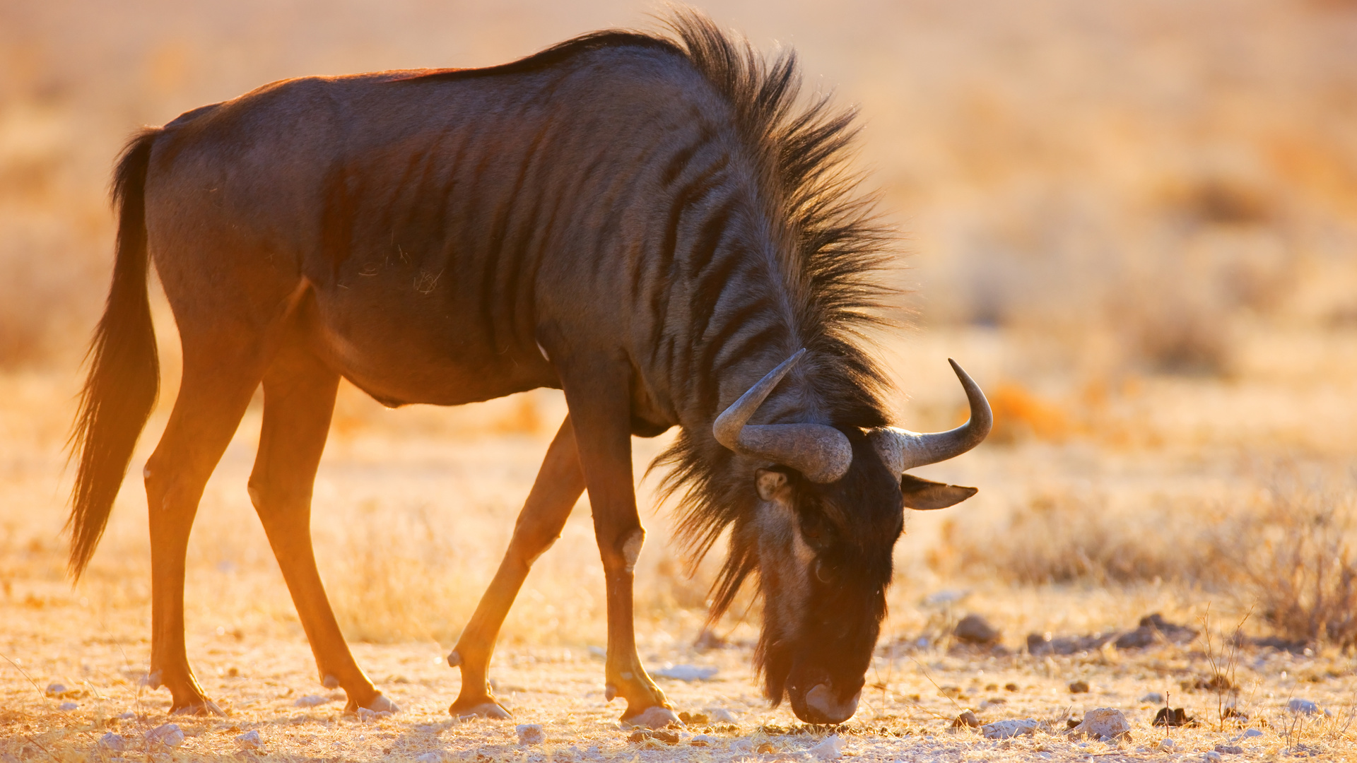 wildebeest, dawn, eating