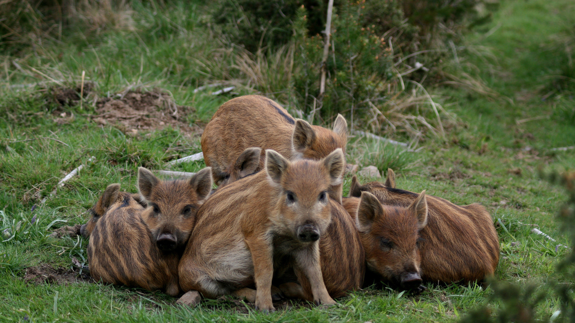 boars, pigs, wildlife