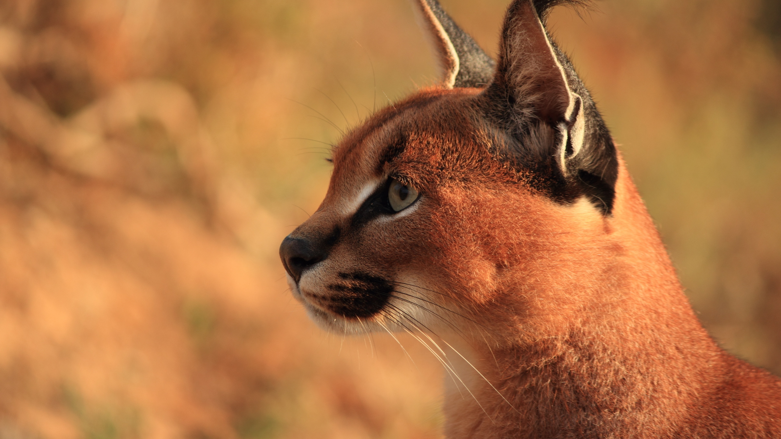 caracal, ,  , , , , 